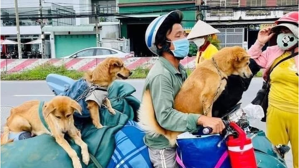 15 con chó bị tiêu hủy ở Cà Mau