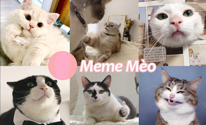 Meme mèo được netizen yêu thích và sử dụng