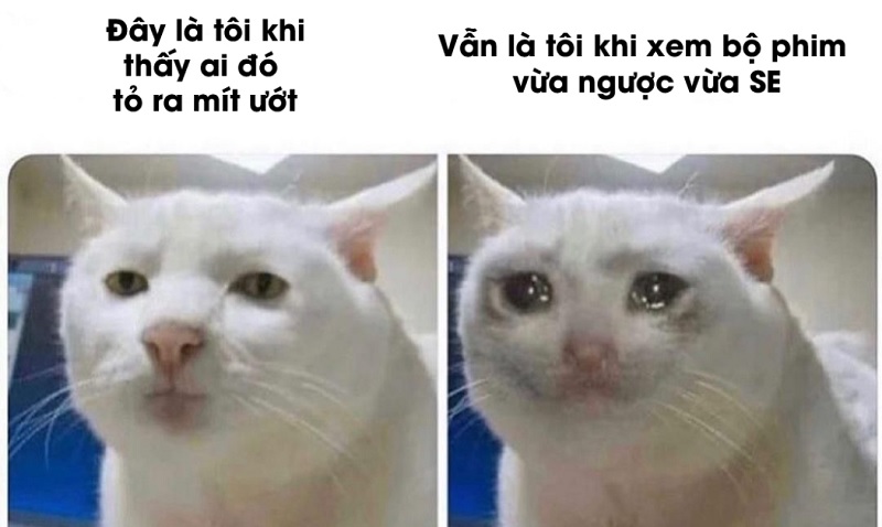 Meme mèo khóc được nhiều người sử dụng
